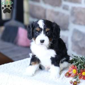 Scout, Cavapoo Puppy